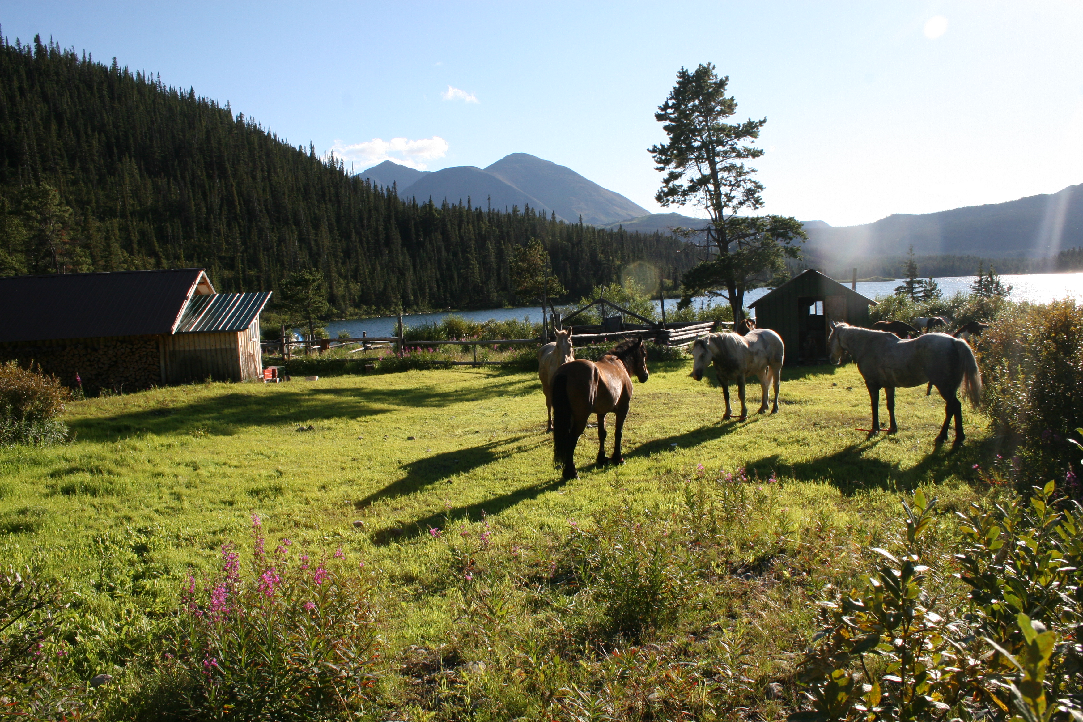 Canada B.C. Stone sheep 2007