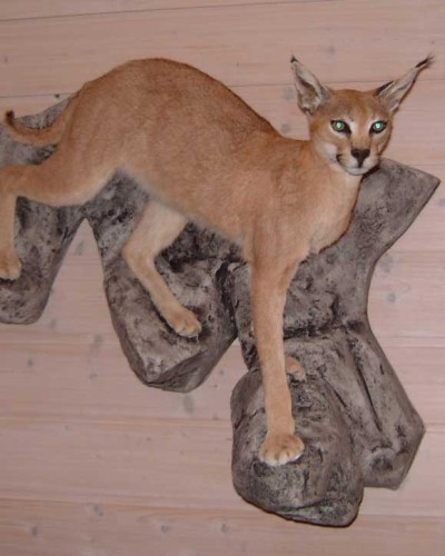 Caracal