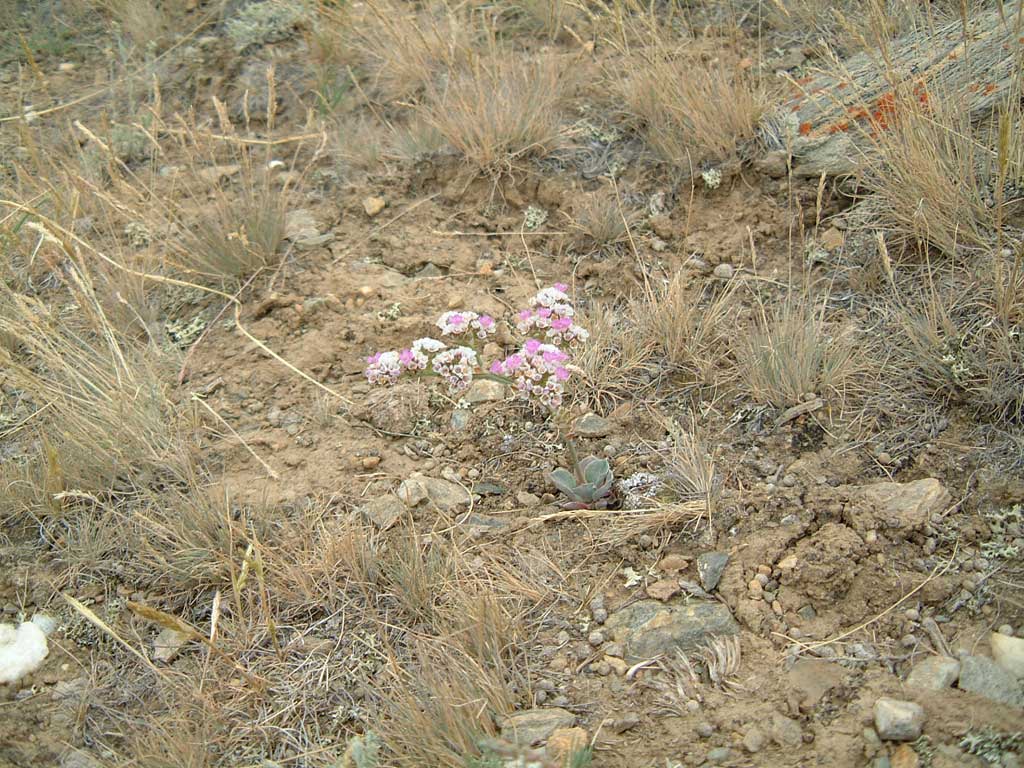 Mongolia Altai 2004